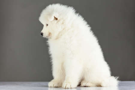 Samoyed puppy dogの写真素材