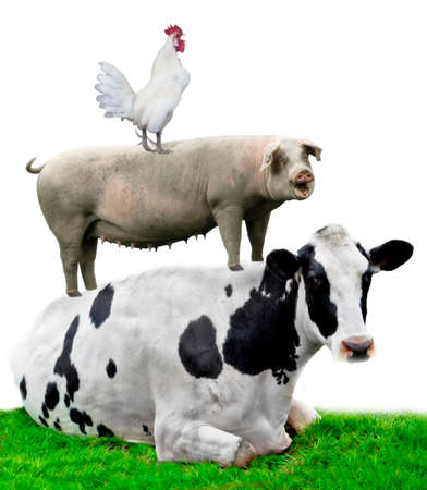 Farm animals. Cow, pig and chicken stand on each otherの写真素材