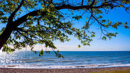 tree on the beach . seascape view