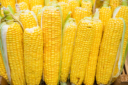 Raw corn in market