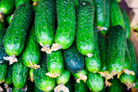 Cucumbers from the fieldの写真素材