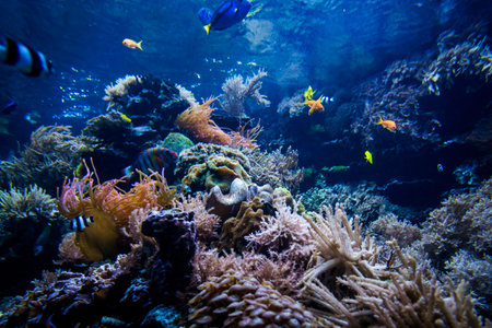 Beautiful underwater worldの写真素材