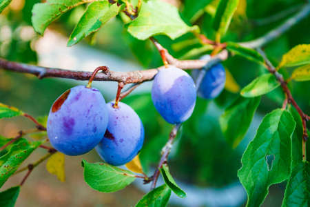 Red ripe plums on the treeの写真素材