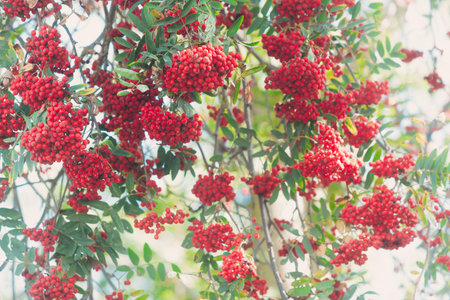 Rowan tree with berry against blue sky. Beautiful floral background of nature