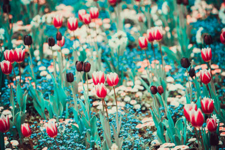 Beautiful colorful tulips in spring parkの写真素材