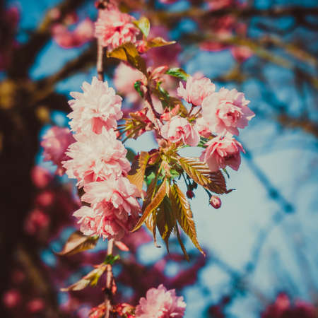 Beautiful cherry in spring timeの写真素材