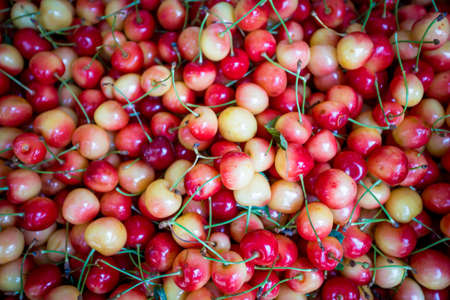 red cherry background. Red ripe delicious cherriesの写真素材