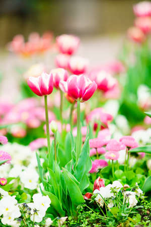 Colorful tulips in the flower gardenの写真素材
