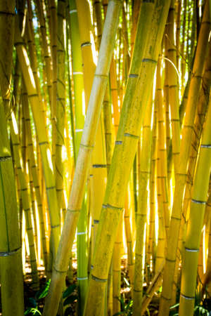 Bamboo forest.の写真素材