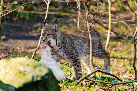 Lynx eating. Lynx lynx with prey in the mouthの写真素材