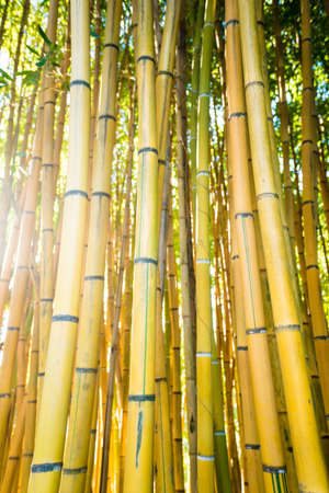 Bamboo forest.の写真素材