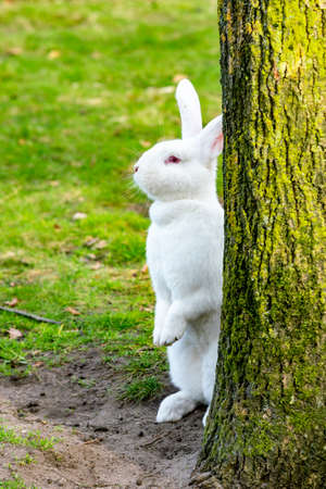 White Rabbit sitting by a treeの写真素材
