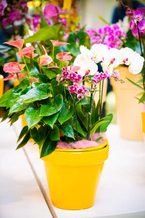 Beautiful tropical orchid flowers in potsの写真素材