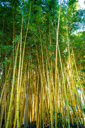 Bamboo sprouts forestの写真素材