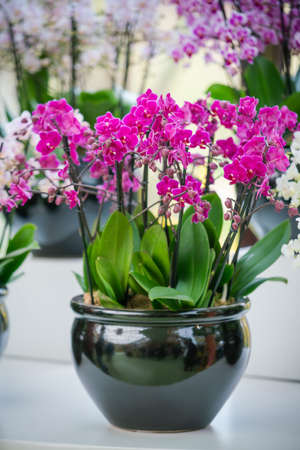 beautiful Phalaenopsis orchid flowersの写真素材