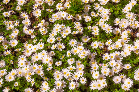Field chamomiles flowers . Beautiful nature scene