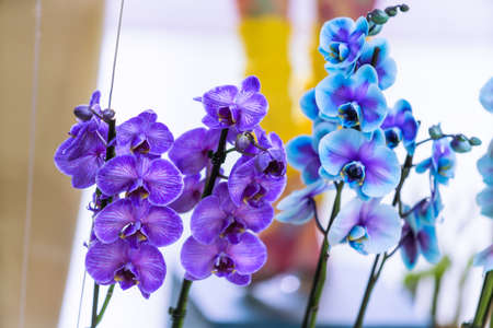 Orchid branch with blue flowersの写真素材