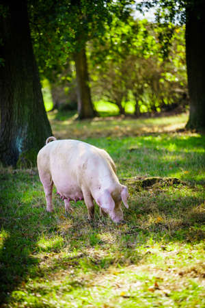 Pig eats grass in a meadowの写真素材