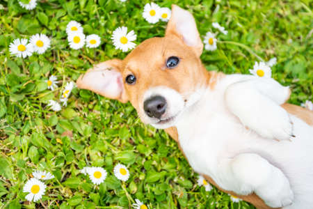 jack russel on  meadowの写真素材