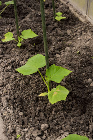 Cultivation of cucumbers in greenhouseの写真素材