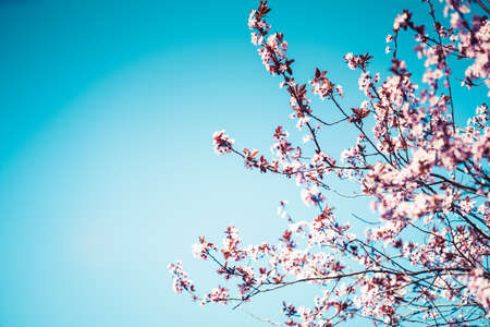 Beautiful cherry blossom sakuraの写真素材