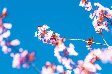 Cherry blossom sakura in spring time over blue skyの写真素材