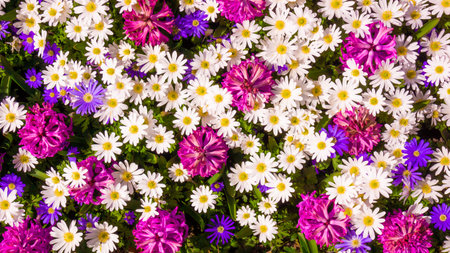 Beautiful flowers