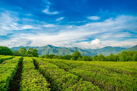 Tea plantation in the mountains of Sochiの写真素材