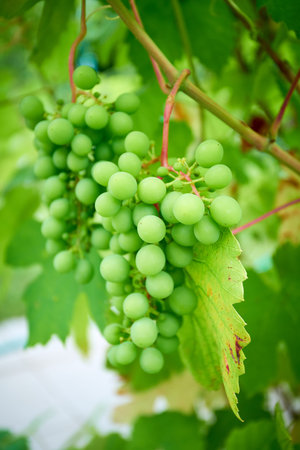 Ripe grapes on branch with leaves in wine regionの写真素材