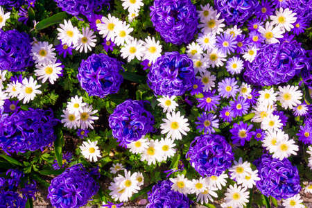 Hyacinth purple with Daisy flower in gardenの写真素材
