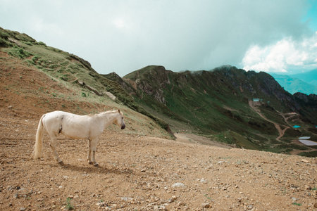 white horse on a mountain pasture. White wild horse