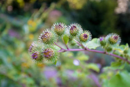 Medicinal plantation burdock. Arctium lappaの写真素材