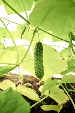 In the greenhouse grows a young cucumberの写真素材