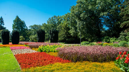 Lots of flowers in the park on a sunny dayの写真素材