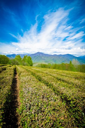 Tea plantations in the valley among the hillsの写真素材