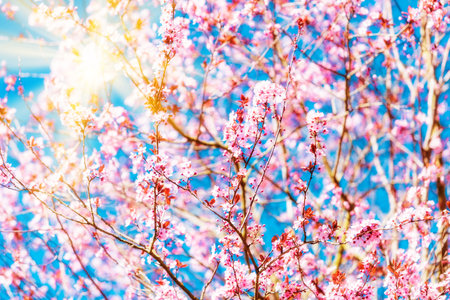 cherry blossom sakura in spring time over blue sky