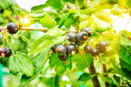 Branch of black currant in the gardenの写真素材