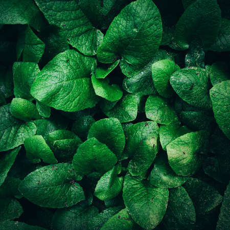 Dark green foliage natureの写真素材