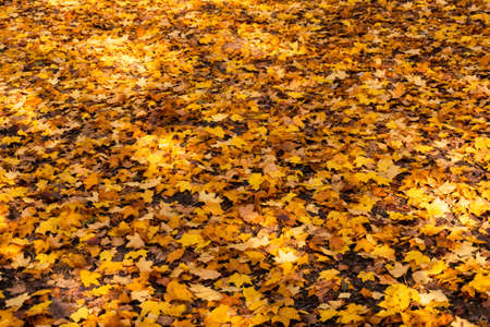 Colorful background made of fallen maple leavesの写真素材