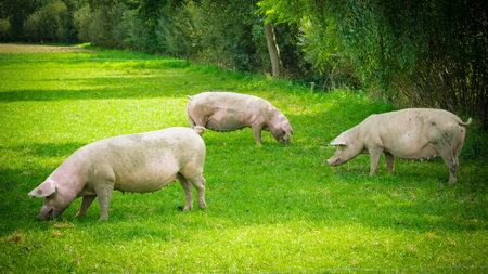 pig  standing on a grass lawn.の写真素材