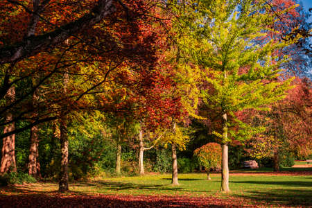 autumn landscape with golden trees  in a city parkの写真素材