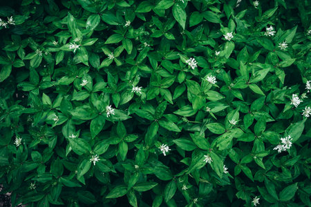 Green leaves pattern background, Natural background