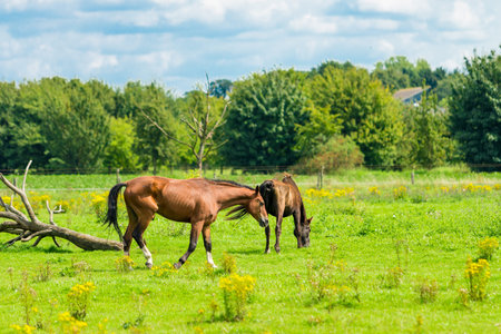 Beautiful chestnut horses on a farmの写真素材