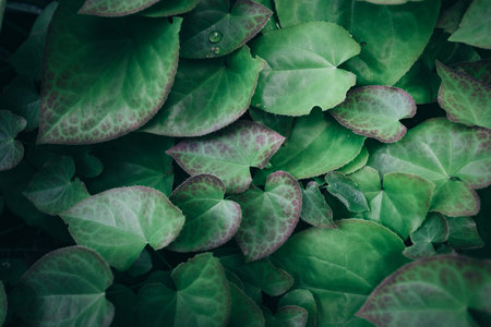 dark green foliage nature backgroundの写真素材