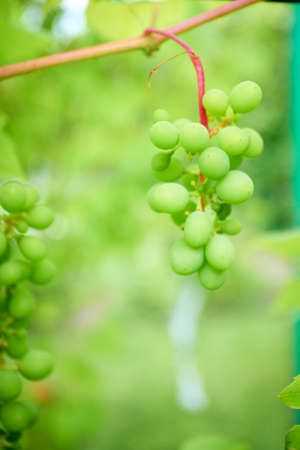 Ripe grapes on branch with leaves in wine region         の写真素材