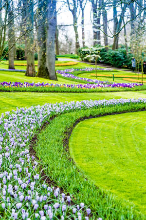 flower garden with bloomingの写真素材