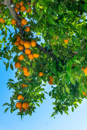 Orange garden. citrus fruits. oranges on a tree