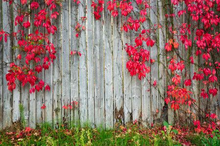 Natural fence. Tree leaves change color in autumn.