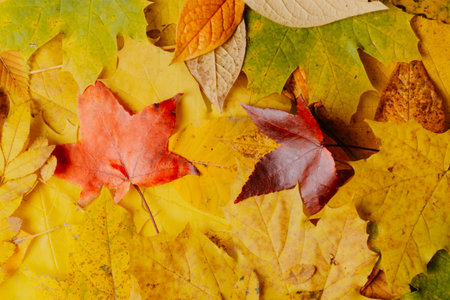 Fall leaves background. autumnal maple leaves