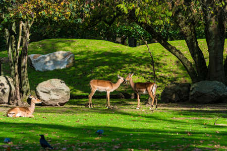 Roe Deer in the Forest. Two wild animals standing close together.の写真素材